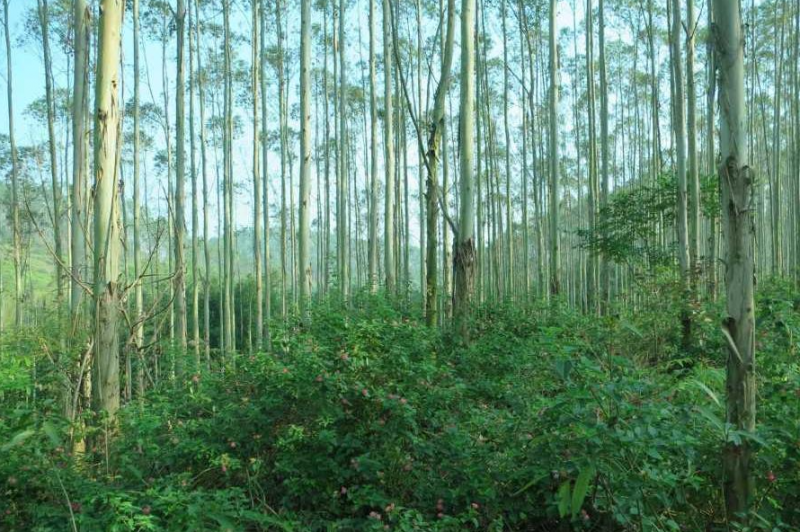 占用林地可研报告编制费用计算方式