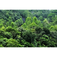 占用林地可行性报告编制规范_广西林占可研编制公司